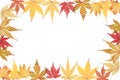 Free Autumnal Acer Leaf Frame Stock Image - 7050801