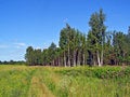 Free Aging Rural Road Royalty Free Stock Photo - 7052975