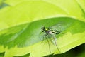 Free Long Legged Fly Royalty Free Stock Photos - 7053388