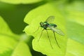 Free Long Legged Fly Royalty Free Stock Photography - 7053517