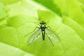 Free Long Legged Fly Stock Images - 7053554