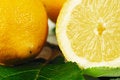 Free Citrus Royalty Free Stock Photography - 7056467