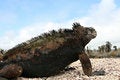 Free Marine Iguana Stock Photography - 7057172