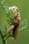 Free Grass-hopper On Grass Royalty Free Stock Image - 7050206