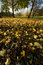 Free Leaves On The Ground Royalty Free Stock Images - 7050999