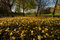 Free Leaves On The Ground Stock Image - 7051031