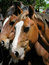 Free Horse Heads Royalty Free Stock Photography - 7052307