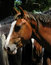 Free Horse Head Royalty Free Stock Photography - 7052437