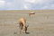 Free Blue Sky Red Hartebeest Pair Stock Photo - 7052600