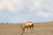 Free Single Red Hartebeest Under Blue Sky Royalty Free Stock Image - 7052716