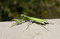 Free Praying Mantis Royalty Free Stock Images - 7053509