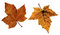 Free Two Autumn Maple Leaves. Royalty Free Stock Photos - 7056548