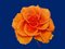 Free Orange Rose Stock Photo - 7060420