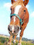 Free Horse Head Close-up Stock Image - 7062341