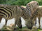 Free Zebras Feeding Stock Photos - 7064433