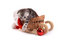 Free Kitten Plays On A White Background Royalty Free Stock Photography - 7067127