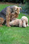 Free Dog Terrier Toy Royalty Free Stock Image - 7076166