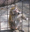 Free Monkey Royalty Free Stock Photo - 711415