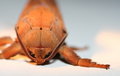 Free HAWK MOTH - ALIEN MACRO Royalty Free Stock Photos - 711618