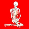 Free Bone 262 Stock Photography - 711722