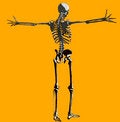 Free Bone  `140 Stock Photo - 711910