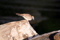 Free Zebra Dove On A Trunk Royalty Free Stock Photo - 712315