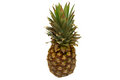 Free Pineapple_1 Royalty Free Stock Photography - 715137