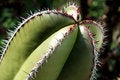 Free Cactus Plant Royalty Free Stock Images - 715159