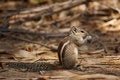 Free Squirrel Eating Stock Photography - 716362
