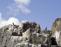 Free Seabirds On Guano Covered Cliff. Royalty Free Stock Photography - 717437