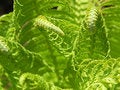 Free Fern Stock Photography - 717872