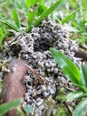 Free Ant Hole Stock Photos - 718393