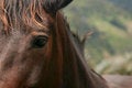 Free Horse Stare Stock Photos - 718813