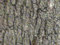 Free Tree Enamel Texture Royalty Free Stock Images - 712329