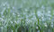 Free Dew Drops On Green Grass Stock Images - 716394