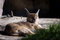 Free Animal - Caracal Royalty Free Stock Images - 718299