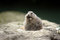 Free PRAIRIE DOG Stock Photos - 719473