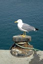 Free Gull Royalty Free Stock Photo - 720675