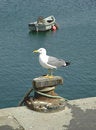 Free Gull Stock Photo - 720700