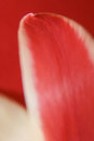 Free Petal Stock Photos - 721373