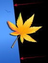 Free Marijuana Leaf Stock Photo - 724160