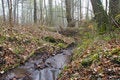 Free Forest Stream Royalty Free Stock Images - 725539