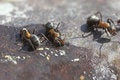 Free Ants Royalty Free Stock Photography - 725627