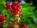 Free Almost Ripe Currant Cluster Royalty Free Stock Photography - 726937
