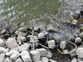 Free Bicycle Remains In A River Royalty Free Stock Photography - 727187