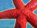 Free Starfish Royalty Free Stock Image - 727536