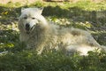 Free White Wolf On Grass Stock Image - 729321