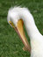 Free Grooming Pelican Stock Images - 720444