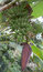 Free Banana Tree Royalty Free Stock Images - 720919