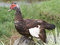 Free Wild Duck Royalty Free Stock Photos - 720928
